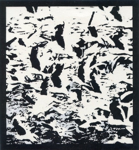 Gulls
